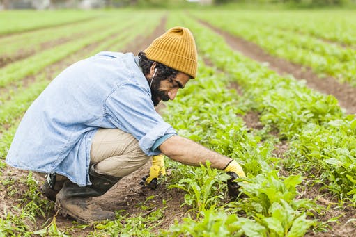 Raad tending to plants in a field wearing a yellow beanie and blue jacket.