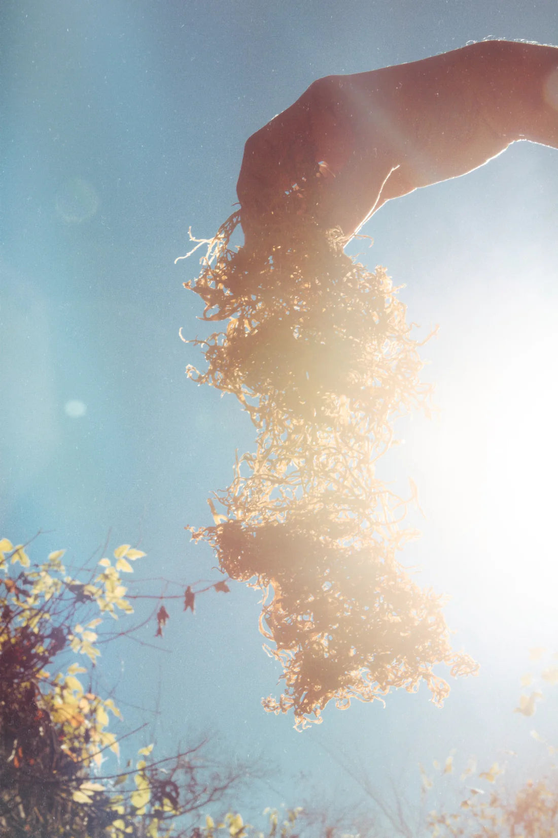 Wildcrafted African sea moss growing in natural ocean environment - Hand reaching towards a sunlit tree with a clear blue sky in the background