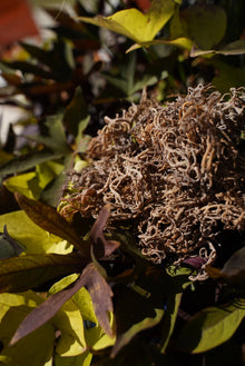 Sun-Dried Wildcrafted Sea Moss