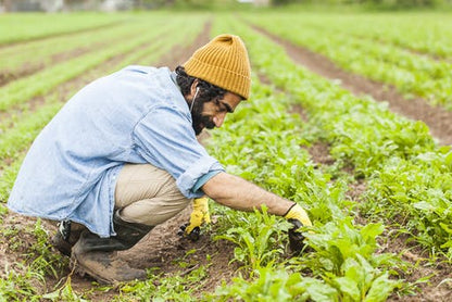 Raad tending to plants in a field wearing a yellow beanie and blue jacket.