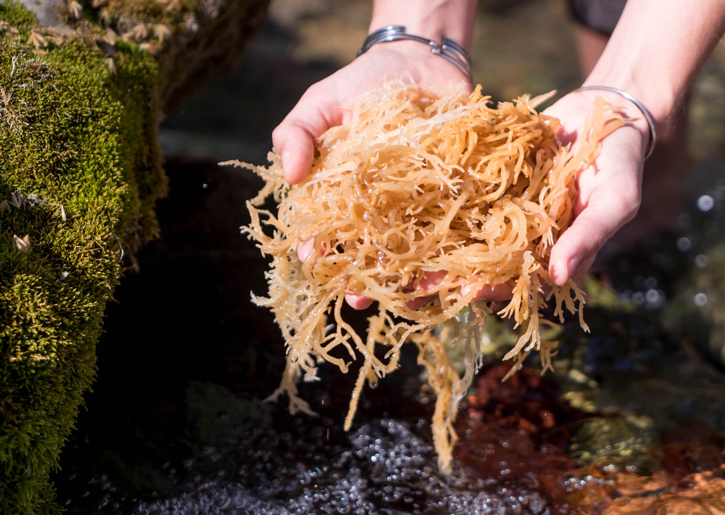 Sun-Dried Wildcrafted Sea Moss 16oz bag